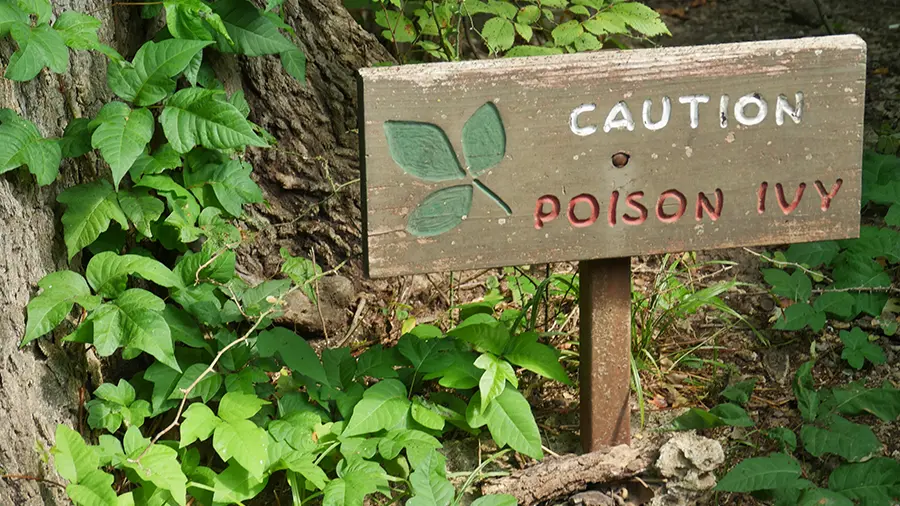 Poison Ivy Desensitization Is a Vaccine Possible